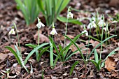 GALANTHUS VALENTINEI ‘CHRIS PEER’