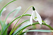 GALANTHUS NIVALIS LITTLE DANCER