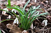 GALANTHUS NIVALIS LITTLE DANCER