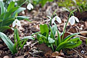 GALANTHUS IKARIAE SEERSUCKER