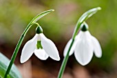 GALANTHUS IKARIAE SEERSUCKER