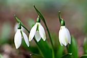 GALANTHUS IKARIAE EMERALD ISLE