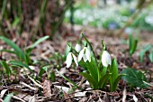 GALANTHUS IKARIAE EMERALD ISLE