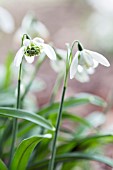 GALANTHUS HILL POE