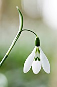 GALANTHUS VALENTINEI ‘BENHALL BEAUTY’