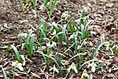 GALANTHUS BALLERINA