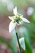 GALANTHUS BALLERINA