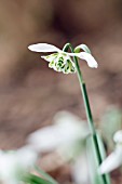 GALANTHUS BALLERINA