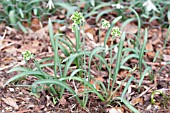 GALANTHUS NIVALIS BLEWBERRY TART