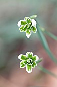 GALANTHUS NIVALIS BLEWBERRY TART