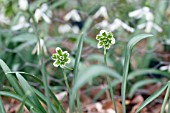 GALANTHUS NIVALIS BLEWBERRY TART