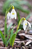 GALANTHUS NIVALIS BOHEMIA GOLD