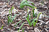 GALANTHUS NIVALIS BOHEMIA GOLD