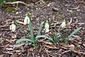 GALANTHUS NIVALIS DUMPY GREEN