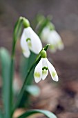 GALANTHUS NIVALIS DUMPY GREEN