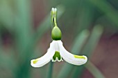 GALANTHUS HILARYS COQUETTE