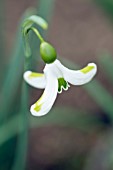 GALANTHUS HILARYS COQUETTE