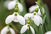 GALANTHUS RUBY BAKER