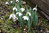 GALANTHUS RUBY BAKER