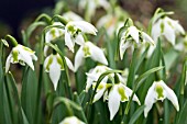 GALANTHUS ‘BETTY HANSELL’