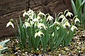 GALANTHUS ‘BETTY HANSELL’