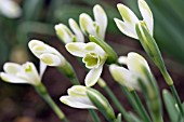 GALANTHUS NIVALIS FUNNY JUSTINE