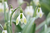 GALANTHUS RUSHMERE GREEN