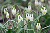 GALANTHUS RUSHMERE GREEN