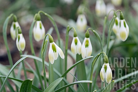GALANTHUS_RUSHMERE_GREEN
