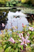 TRICYRTIS FORMOSANA SHELLEYS TOAD LILY