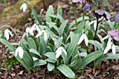 GALANTHUS ELWESII MILLERS LATE