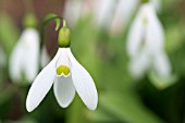 GALANTHUS GREEN COMET