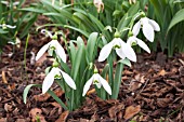 GALANTHUS MIGHTY ATOM