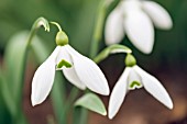 GALANTHUS MIGHTY ATOM