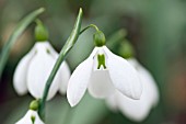 GALANTHUS PLICATUS THE DRAGON