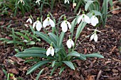 GALANTHUS PLICATUS THE DRAGON