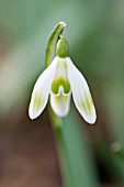 GALANTHUS NIVALIS PRAGUE SPRING