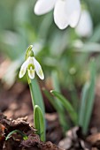 GALANTHUS NIVALIS PRAGUE SPRING