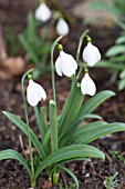 GALANTHUS PLICATUS POCULIFORM GROUP  E. A. BOWLES