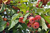 MALUS, CRAB APPLE