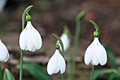 GALANTHUS PLICATUS POCULIFORM GROUP  E. A. BOWLES