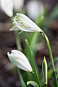 GALANTHUS NIVALIS IRISH GREEN