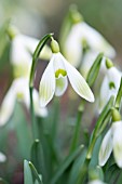 GALANTHUS NIVALIS HUGH MACKENZIE