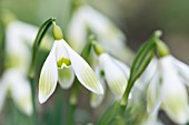 GALANTHUS NIVALIS HUGH MACKENZIE