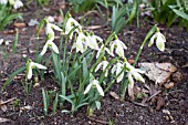 GALANTHUS NIVALIS HUGH MACKENZIE