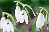 GALANTHUS FOXTON