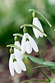 GALANTHUS FOXTON