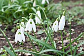 GALANTHUS FOXTON