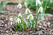 GALANTHUS NIVALIS PRAGUE SPRING