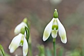 GALANTHUS NIVALIS PRAGUE SPRING